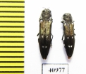Agrilus ater  Russia, Tver reg. - INSECTS-STORE.RU