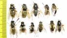 Diptera sp.  Russia, Tver reg. - INSECTS-STORE.RU