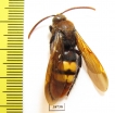 Scoliidae sp.  Kazakhstan - INSECTS-STORE.RU