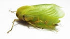 Bullacris sp.1  South Africa Rep. - INSECTS-STORE.RU