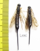 Siricidae sp.  Russia, Tver reg. - INSECTS-STORE.RU
