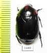 Parastasia sp.  Indonesia, Ceram isl. - INSECTS-STORE.RU