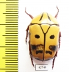 Pachnoda picturata  Namibia - INSECTS-STORE.RU