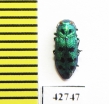 Lamprodila festiva  Russia - INSECTS-STORE.RU