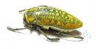 Julodis saudiarabica  Saudi Arabia - INSECTS-STORE.RU