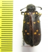 Meloidae sp.  Ethiopia - INSECTS-STORE.RU