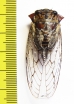 Homoptera sp.  Angola - INSECTS-STORE.RU