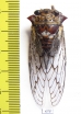 Homoptera sp.  Angola - INSECTS-STORE.RU