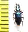 Catascopus sp.  India - INSECTS-STORE.RU