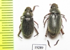 Rutelinae sp.  Sudan - INSECTS-STORE.RU