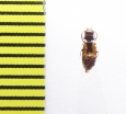 Salpingidae sp.  India - INSECTS-STORE.RU
