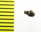 Melyridae sp.  Malaysia, Borneo - INSECTS-STORE.RU