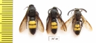 Scoliidae sp.  Russia, Crimea reg. - INSECTS-STORE.RU