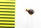 Melyridae sp.  India - INSECTS-STORE.RU