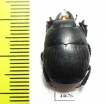 Histeridae sp.  South Africa Rep. - INSECTS-STORE.RU