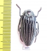 Julodis laevicostata  Iran, Golestan prov. - INSECTS-STORE.RU