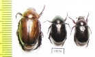 Rutelinae sp.  Senegal - INSECTS-STORE.RU