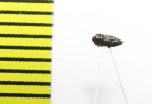 Buprestidae sp.  India - INSECTS-STORE.RU