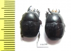 Histeridae sp.  South Africa Rep. - INSECTS-STORE.RU