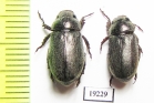 Rutelinae sp.  Senegal - INSECTS-STORE.RU