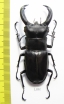 Hexarthrius rhinoceros  Indonesia, Java  68mm - INSECTS-STORE.RU