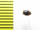 Buprestidae sp.  Malaysia, Borneo - INSECTS-STORE.RU
