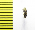 Buprestidae sp.  India - INSECTS-STORE.RU