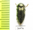 Julodella iranica  Iran, Kerman prov. - INSECTS-STORE.RU