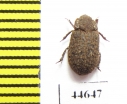 Trox aequalis  Canada - INSECTS-STORE.RU
