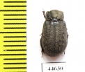 Trox unistriatus  Canada - INSECTS-STORE.RU