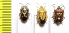 Hemiptera sp.  Tajikistan - INSECTS-STORE.RU