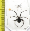 Arachnida, Latrodectus lredecimguttatus, pair  Kazakhstan - INSECTS-STORE.RU