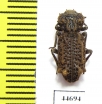 Phellopsis obcordata  Canada - INSECTS-STORE.RU