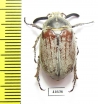 Melolontha hidalgoi  Spain - INSECTS-STORE.RU