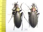 Carabus (Coptolabrus) jankowskii, pair  Russia, Far East - INSECTS-STORE.RU