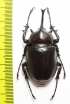 Megasoma pachecoi  Mexico 46mm - INSECTS-STORE.RU