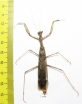 Rivetina baetica  Italy - INSECTS-STORE.RU