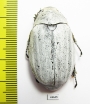Lepidiota stigma  Indonesia, Sumatra - INSECTS-STORE.RU