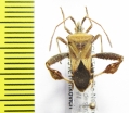 Hemiptera sp.  Argentina - INSECTS-STORE.RU