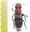Staphylinidae sp.  Zambia - INSECTS-STORE.RU