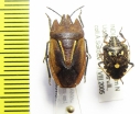 Hemiptera sp.  India - INSECTS-STORE.RU