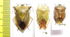 Hemiptera sp.  Russia, Far East - INSECTS-STORE.RU