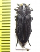 Merimna atrata  Australia - INSECTS-STORE.RU