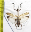 Phyllothelys sp.?  Indonesia, Java - INSECTS-STORE.RU