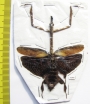 Phyllothelys sp.?  Indonesia, Java - INSECTS-STORE.RU