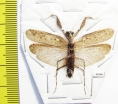Mantodea sp.  Indonesia, Java - INSECTS-STORE.RU