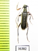 Idiopidonis pedalis  Canada - INSECTS-STORE.RU
