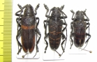 Ceroplesis sp.  - INSECTS-STORE.RU