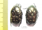 Protaetia lugubris  Russia, Tver reg. - INSECTS-STORE.RU