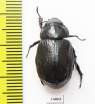Dynastinae sp.  Ecuador - INSECTS-STORE.RU